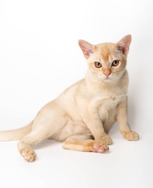 Beyaz arka planda kırmızı Birmanyalı kedi yavrusu. Birmanya kedisinin stüdyo fotoğrafı..