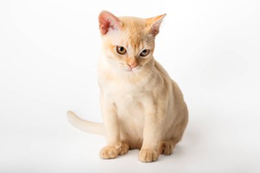 Beyaz arka planda kırmızı Birmanyalı kedi yavrusu. Birmanya kedisinin stüdyo fotoğrafı..