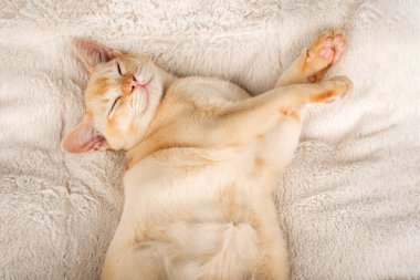 Kırmızı Birmanyalı kedi yavrusu yumuşak bir battaniyenin üzerinde tatlı tatlı uyur. Kedi battaniyenin üzerinde dinleniyor..