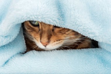 Bengal kedisi mavi battaniyenin altında saklanıyor. Beyaz arka planda kedi ve battaniye.
