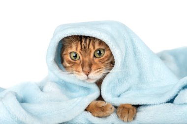 Bengal kedisi mavi battaniyenin altında saklanıyor. Beyaz arka planda kedi ve battaniye.