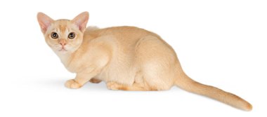 Beyaz stüdyo arka planında Burmalı bir kedi yavrusu. Tam boy safkan kedi yavrusu.