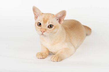 Beyaz stüdyo arka planında Burmalı bir kedi yavrusu. Tam boy safkan kedi yavrusu.