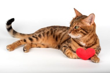 Kırmızı peluş kalbi olan Bengal kedisi beyaz arka planda izole edilmiş..