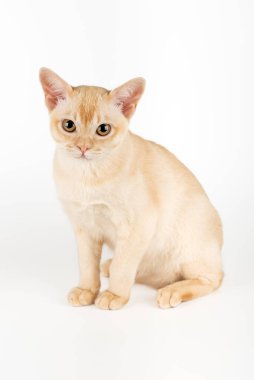 Beyaz stüdyo arka planında Burmalı bir kedi yavrusu. Tam boy safkan kedi yavrusu.