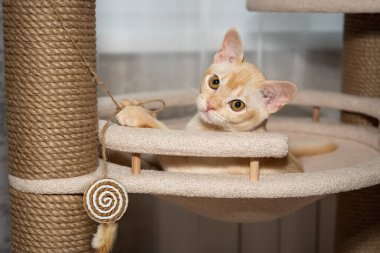 Birmanya 'da ağaçta yatan kedi yavrusu. Kedi ve kedi mobilyası.