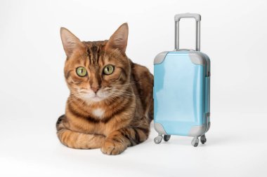 Bavullu kızıl kedi tatile çıkıyor. Beyaz arka planda mavi çantalı Bengal kedisi.