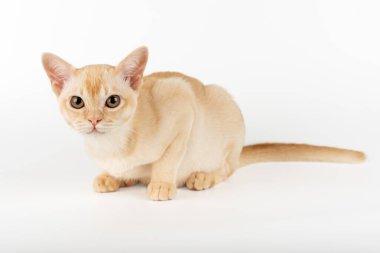 Beyaz stüdyo arka planında Burmalı bir kedi yavrusu. Tam boy safkan kedi yavrusu.