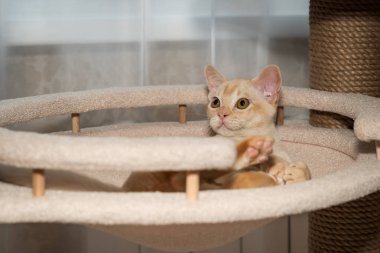 Birmanya 'da ağaçta yatan kedi yavrusu. Kedi ve kedi mobilyası.