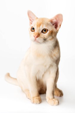 Beyaz arka planda kırmızı Birmanyalı kedi yavrusu. Birmanya kedisinin stüdyo fotoğrafı..