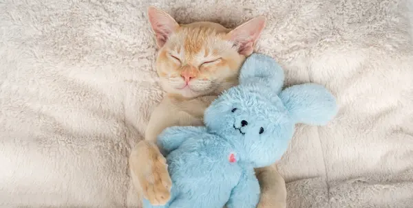 Sıcak bir battaniyenin üzerinde uyuyan kedi yavrusu oyuncağa sarılıyor. Kızıl Birmanyalı kedi yavrusu battaniyesinde pelüş bir tavşanla rahatça uyuyor..