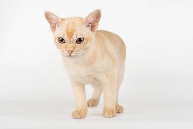 Beyaz stüdyo arka planında Burmalı bir kedi yavrusu. Tam boy safkan kedi yavrusu.