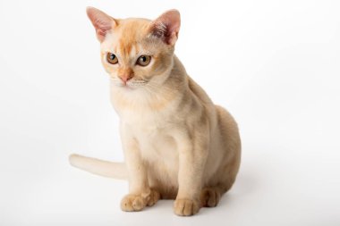 Beyaz arka planda kırmızı Birmanyalı kedi yavrusu. Birmanya kedisinin stüdyo fotoğrafı..