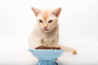 Kedi kremalı burmalılar kuru yiyecekler yer. İzole edilmiş beyaz arka planda yemek yiyen aç kedi portresi.