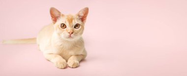 Birmanya kremalı kedi yavrusu. Renkli arka planda soylu kedi yavrusu. Boşluğu kopyala.