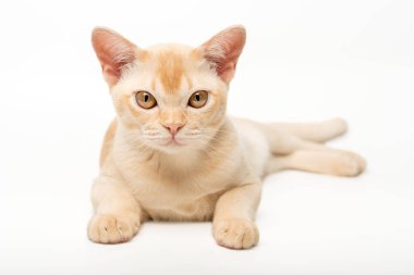 Birmanya kremalı kedi yavrusu. Beyaz arka planda soylu kedi yavrusu. Seçici odak.