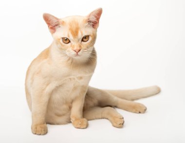 Birmanya kremalı kedi yavrusu. Beyaz arka planda soylu kedi yavrusu. Seçici odak.