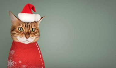 Noel Baba şapkalı sevimli Bengal kedisi. Renkli arka planda izole edilmiş reklam için Noel kedisi. Boşluğu kopyala.