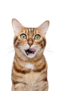 Bir Bengal kedisi yemek beklentisiyle dudaklarını yalıyor..