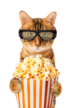 3D giyen komik bir Bengal kedisi.