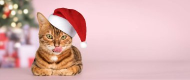 Adorable bengal cat in santa hat. Christmas licking cat for advertising isolated on winter new year background. Copy space. clipart