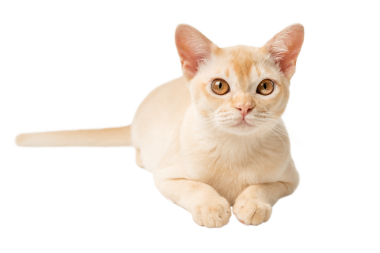 Tam boy Birmanya kremalı kedi yavrusu.