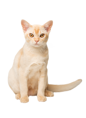 Tam boy Birmanya kremalı kedi yavrusu.