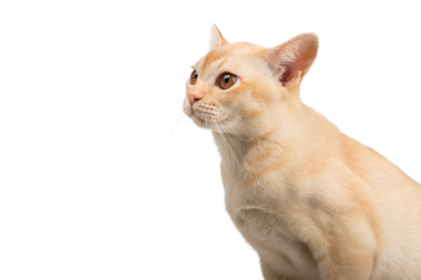 Şeffaf arka planda kremalı Birman kedisi. Reklam için izole bir kedi..