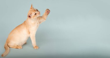 Stüdyonun arka planında duran sevimli kremalı Birman kedisi. Yan görüş. Boşluğu kopyala.