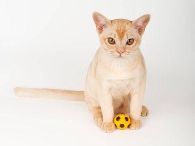 Birmanya kremalı kedisi beyaz izole bir arka planda bir topla oturur ve oynar. Kedi ve reklam oyuncağı..