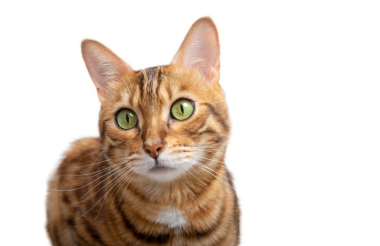 Saydam bir arkaplanda Bengal kedisinin namlu ağzı.