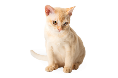 Şeffaf arka planda kırmızı Birmanyalı kedi yavrusu. Birmanya kedisinin stüdyo fotoğrafı..
