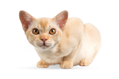 Şeffaf arka planda kırmızı Birmanyalı kedi yavrusu. Birmanya kedisinin stüdyo fotoğrafı..