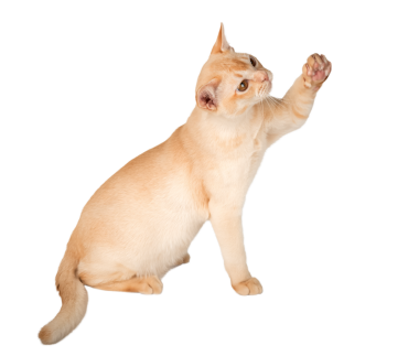 Stüdyo arka planında duran sevimli kremalı Birmanyalı kedi yavrusu. Şeffaf arkaplanda soylu bir kedi var. Yan görünüm.