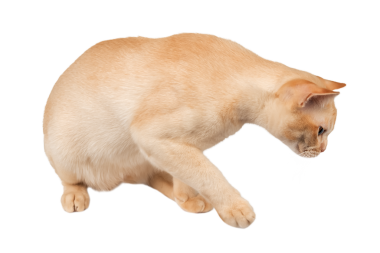 Stüdyonun arka planında duran sevimli kremalı Birman kedisi. Beyaz arka planda soylu bir kedi var. Yan görünüm.