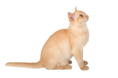 Şeffaf arka planda Birmanyalı sevimli kremalı kedi yavrusu. Reklam için izole bir kedi..