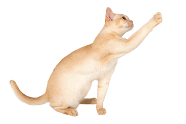 Şeffaf arka planda Birmanyalı sevimli kremalı kedi yavrusu. Reklam için izole bir kedi..