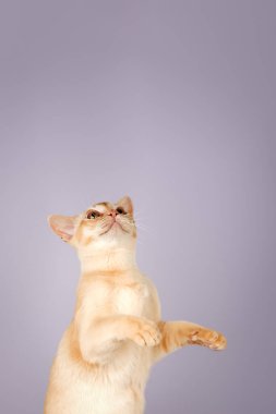 Birmanya kedisinin sevimli kremalı kedisi. Renkli üniforma arka planında reklam kedisi. Boşluğu kopyala.