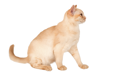 Büyüleyici krema Birmanyalı kedi yavrusu. Şeffaf arka planda izole edilmiş reklam kedisi.