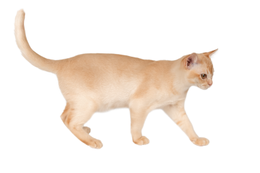 Büyüleyici krema Birmanyalı kedi yavrusu. Şeffaf arka planda izole edilmiş reklam kedisi.