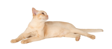 Büyüleyici krema Birmanyalı kedi yavrusu. Şeffaf arka planda izole edilmiş reklam kedisi.