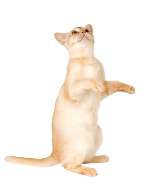 Sevimli krema Birmanyalı kedi yavrusu..