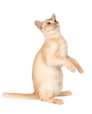 Sevimli krema Birmanyalı kedi yavrusu..