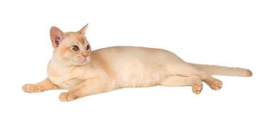 Büyüleyici krema Birmanyalı kedi yavrusu. Şeffaf arka planda izole edilmiş reklam kedisi.