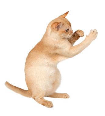 Büyüleyici krema Birmanyalı kedi yavrusu. Şeffaf arka planda izole edilmiş reklam kedisi.