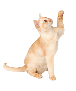 Sevimli krema Birmanyalı kedi yavrusu..