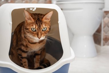 Evcil bir kedi tuvalet odasında kapağı olan bir çöp kutusu kullanır..