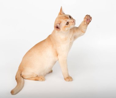 Stüdyonun arka planında duran sevimli kremalı Birman kedisi. Beyaz arka planda soylu bir kedi var. Yan görünüm.