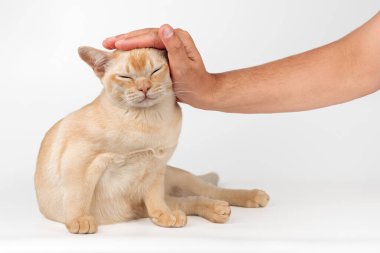 Sahipleri Birmanya kedisi besliyor. El ve kedi yavrusu beyaz arka planda reklam için izole edilmiş..