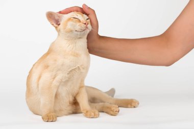 Sahipleri Birmanya kedisi besliyor. El ve kedi yavrusu beyaz arka planda reklam için izole edilmiş..